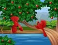 Red cardinal flying near the apple tree Royalty Free Stock Photo