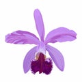 Violet pink Cattleya orchid flower, isolated on white background. Royalty Free Stock Photo