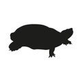 illustration vector silhouette of turtle reptile
