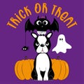 Trick or treat - cute boston terrier, bat, spider, ghost and pumpkins on purple backgoeung. Royalty Free Stock Photo