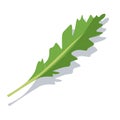 One leaf of green arugula. Vector Royalty Free Stock Photo