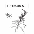 Set of hand drawn black silhouette rosemary branches with flowers.