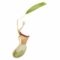 Nepenthes, genus of carnivorous plants. Monkey cups exotic liana rainforest plant. Royalty Free Stock Photo