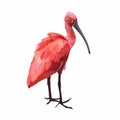 Hand drawn cartoon summer time graphic decoration illustrations art with exotic tropical rainforest Scarlet Ibis bird Royalty Free Stock Photo