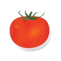 Tomatoes realistic vector illustration and design