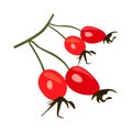 Health and Nutrition Benefits of Rose Hip, Rose Hip fruit vector illustrations