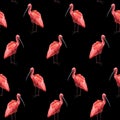 Pink flamingo, Ibis bird, black background. Floral seamless pattern. Tropical illustration. Royalty Free Stock Photo