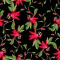 Red Passion flower seamless pattern, buds and leaf on black background. Royalty Free Stock Photo