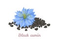 Nigella sativa flower and black cumin seeds Royalty Free Stock Photo