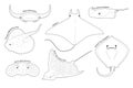 Stingray Set Various Kind Identify Cartoon Vector Black and White Royalty Free Stock Photo