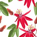 Red Passion flower seamless pattern, buds and leaves on white background. Blooming floral for wallpaper, greeting card Royalty Free Stock Photo