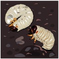 Illustration Larva. insect larvae. Two Beetles in the soil with food