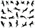 Silhouettes of jumping dogs Royalty Free Stock Photo