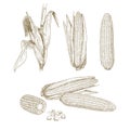 Hand drawn corn isolated on white background. Set sketches with maize plant, corn cob, leaves and grains. Royalty Free Stock Photo