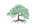 Mangrove tree logo,illustration. vector image