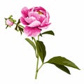 Flowers of pink peonie with bud and leaves on a white background. Decorative floral elements for design.