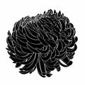 Black and white line illustration of black daisy flowers on a white background. Royalty Free Stock Photo