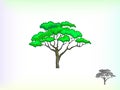 Hand drawn art of acacia tree Royalty Free Stock Photo
