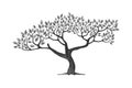 Hand drawn art of acacia tree Royalty Free Stock Photo