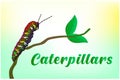 Caterpillar vector illustrations