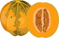 Cantaloupe Melon Fruit Plant Vector Image Royalty Free Stock Photo