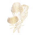Golden Protea, Leucospermum flower bouquette. Hand drawn sketch flowers, floral  illustration. Royalty Free Stock Photo