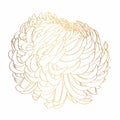 Lline-art image of a golden flower chrysanthemum. Flowers isolated on white background.