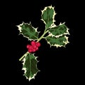 Ilex branches with leaves and berries. Illustrations of holly branches. Sprigs of holly with red berries and green leaves.