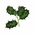 Ilex branches with leaves. Illustrations of holly branches. Christmas decorations.