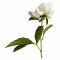 Flowers of white, yellow peonie with leaves on a white background. Decorative floral elements for design.