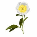 Flowers of white peonie with leaves on a white background. Decorative floral elements for design.