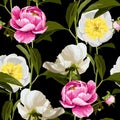 Seamless floral pattern, pink, white peony flowers on a black background. Design for wallpaper, fabric. Royalty Free Stock Photo