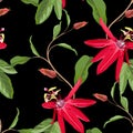 Red Passion flower seamless pattern, buds and leaves on black background. Blooming floral for wallpaper, Royalty Free Stock Photo