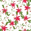 Red Passion flower seamless pattern, buds and leaves on white background. Blooming floral for wallpaper, Royalty Free Stock Photo