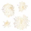 Lline-art image of a golden flower chrysanthemum. Flowers isolated on white background.