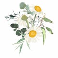 Vintage card with a bouquet of daisy camomile flowers, herbs, eucaliptus on a white background. Isolated illustration. Royalty Free Stock Photo
