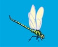 Dragonfly, insect, realistic image, color, various images, vector