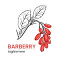 Barberry logo template. Hand drawn barberry branch.