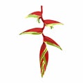 Tropical red flowers, paradise heliconia in bloom. Exotic illustrations, floral elements isolated.