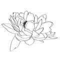 A lotus lily water flower. Line style illustration. Royalty Free Stock Photo