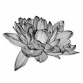 A lotus lily water flower. Line style illustration. Royalty Free Stock Photo