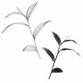 Beautiful exotic branch with leaf Silhouette isolate on white background.