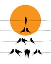 Birds silhouettes on wire on sunset, vector Royalty Free Stock Photo