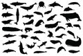 Various Whales and Dolphins Silhouettes Vector Illustration