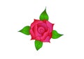Rose Flower Clip Art Vector Illustration Drawing