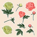 Set of peony flowers elements. Set of stickers, pins, patches and handwritten notes collection stikers kit.