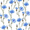 Simple Cornflower wild flowers floral seamless pattern on a white background.