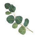 Eucalyptus seeded silver dollar tree leaves designer art, foliage, natural branches elements