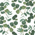 Seamless pattern with different branches of Eucalyptus Silver Dollar on a white background.
