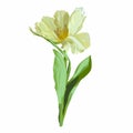 Spring yellow tulip isolated on white background. Royalty Free Stock Photo